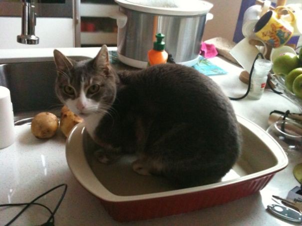 21-Step Guide On How To Cook With Cats