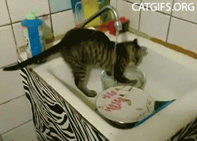 19. Your cat is probably one of the best when it comes to personal hygiene – let it do the dishes 19. Your cat is probably one of the best when it comes to personal hygiene – let it do the dishes