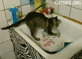 19. Your cat is probably one of the best when it comes to personal hygiene – let it do the dishes