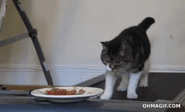 20. Your cat also knows the best ways to burn the calories after eating. Or during eating 20. Your cat also knows the best ways to burn the calories after eating. Or during eating