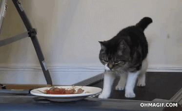 20. Your cat also knows the best ways to burn the calories after eating. Or during eating