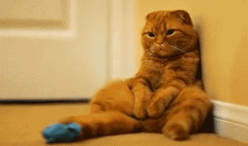 http://static.boredpanda.com/blog/wp-content/uploads/2015/04/Step-Guide-on-How-to-Cook-with-Your-Cat15__605.gif http://static.boredpanda.com/blog/wp-content/uploads/2015/04/Step-Guide-on-How-to-Cook-with-Your-Cat15__605.gif