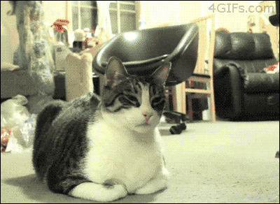 4. In case it’s gone bad – your cat will know 4. In case it’s gone bad – your cat will know