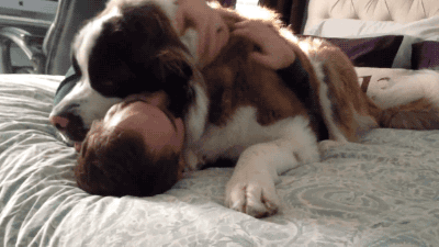 50 Dogs Who Don’t Understand How BIG They Are 50 Dogs Who Don’t Understand How BIG They Are