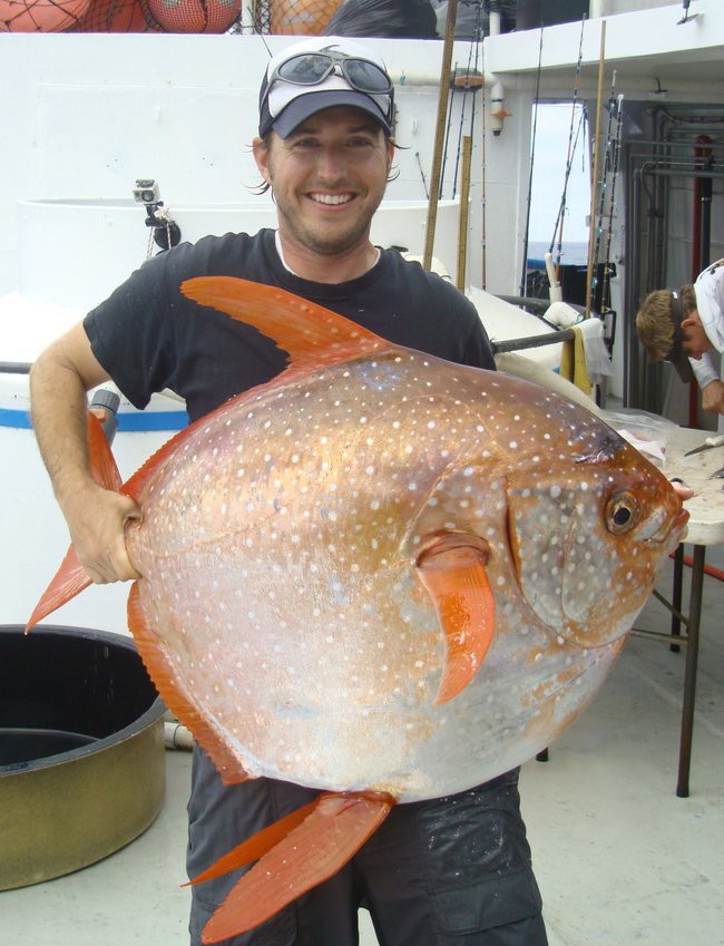 Scientists Have Just Discovered The World's First Warm-Blooded Fish