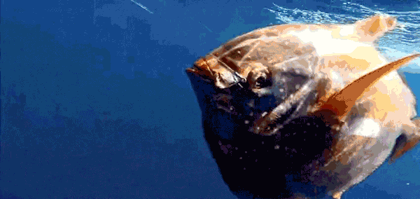The opah lives in oceans all over the world, deep in their chilly depths.  The opah lives in oceans all over the world, deep in their chilly depths.