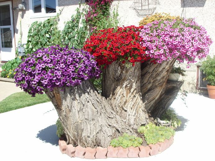 Old Tree Stumps Turned Into Beautiful Flower Planters