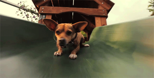 17 Dogs On Slides Learning About Gravity The Hard Way 17 Dogs On Slides Learning About Gravity The Hard Way