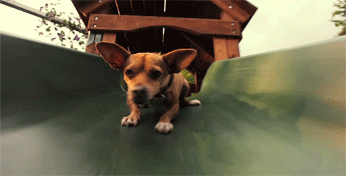 17 Dogs On Slides Learning About Gravity The Hard Way