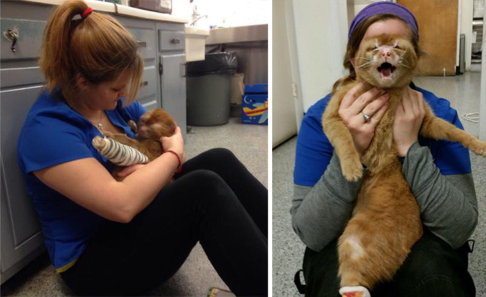 Cat Rescued From Fire Now Nurses Other Animals In Pet Hospital