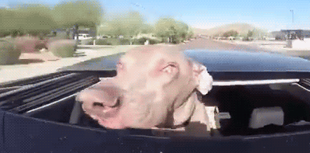 50 Funny Dogs That Love Car Rides More Than Anything 50 Funny Dogs That Love Car Rides More Than Anything