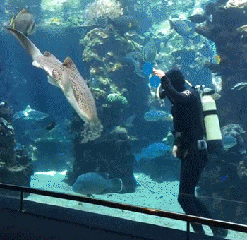 Shark At French Aquarium Loves Belly Rubs Like A Dog