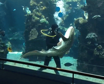 Shark At French Aquarium Loves Belly Rubs Like A Dog