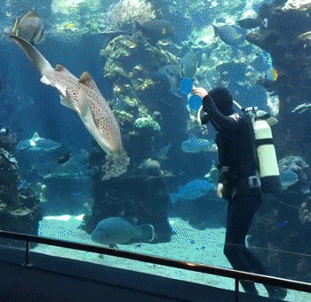 Shark At French Aquarium Loves Belly Rubs Like A Dog Shark At French Aquarium Loves Belly Rubs Like A Dog