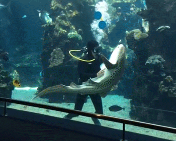 Shark At French Aquarium Loves Belly Rubs Like A Dog Shark At French Aquarium Loves Belly Rubs Like A Dog