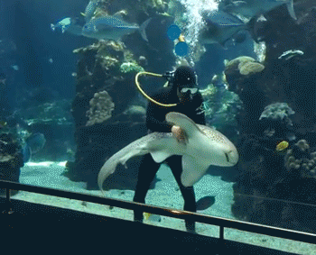 Shark At French Aquarium Loves Belly Rubs Like A Dog Shark At French Aquarium Loves Belly Rubs Like A Dog