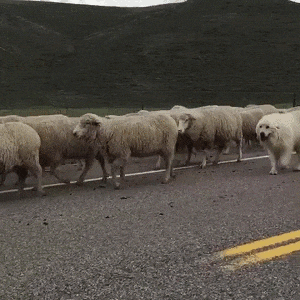 "Trust me, I'm totally part of the herd." "Trust me, I'm totally part of the herd."