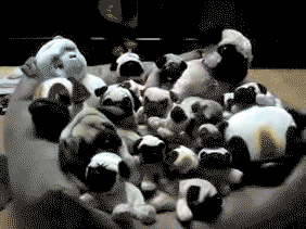 "Nothing to see here, just a bunch of stuffed animals." "Nothing to see here, just a bunch of stuffed animals."