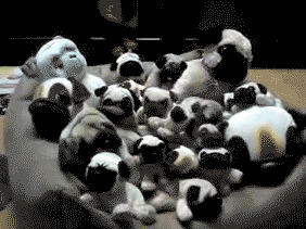 "Nothing to see here, just a bunch of stuffed animals."