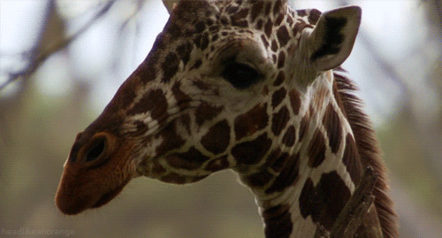 4. Giraffes have the same number of neck vertebrae as humans