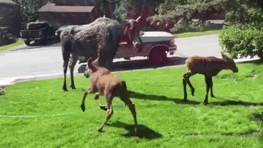 Moose Family Jumps For Joy When A Woman Saves Them From Heatwave Moose Family Jumps For Joy When A Woman Saves Them From Heatwave