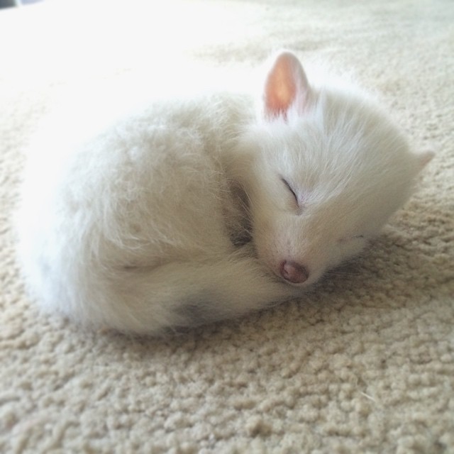 Meet Rylai, a domesticated white marbled red fox
