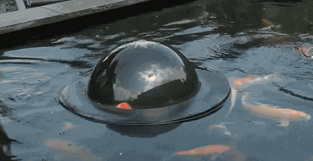 Floating See-Through Dome Lets Fish Look At The Outside World Floating See-Through Dome Lets Fish Look At The Outside World