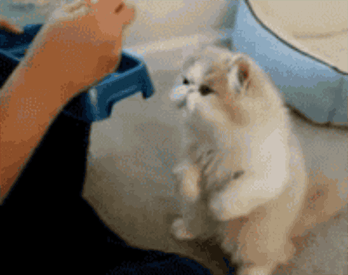 10. You're the one feeding them and paying for their rent. 10. You're the one feeding them and paying for their rent.