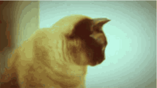 15 signs your cat is a spy for the CIA 15 signs your cat is a spy for the CIA