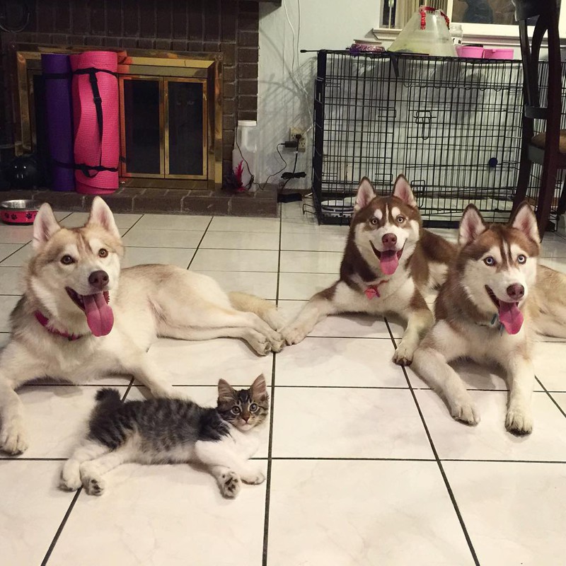 They Thought This Kitten Was Going To Die, But Then She Met A Husky