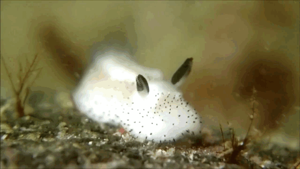 Sea Bunnies: Japan Is Going Crazy About These Furry Sea Slugs Sea Bunnies: Japan Is Going Crazy About These Furry Sea Slugs