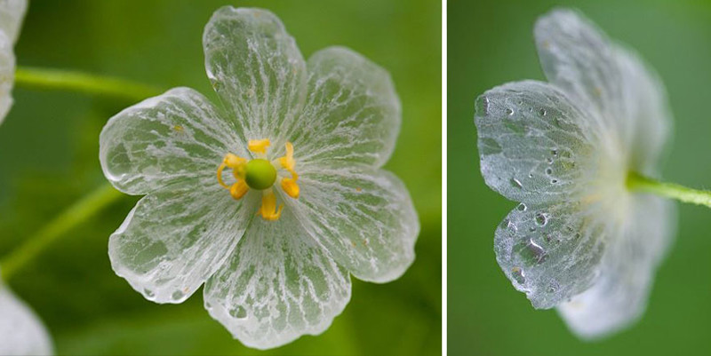“Skeleton Flowers” Become Transparent When It Rains