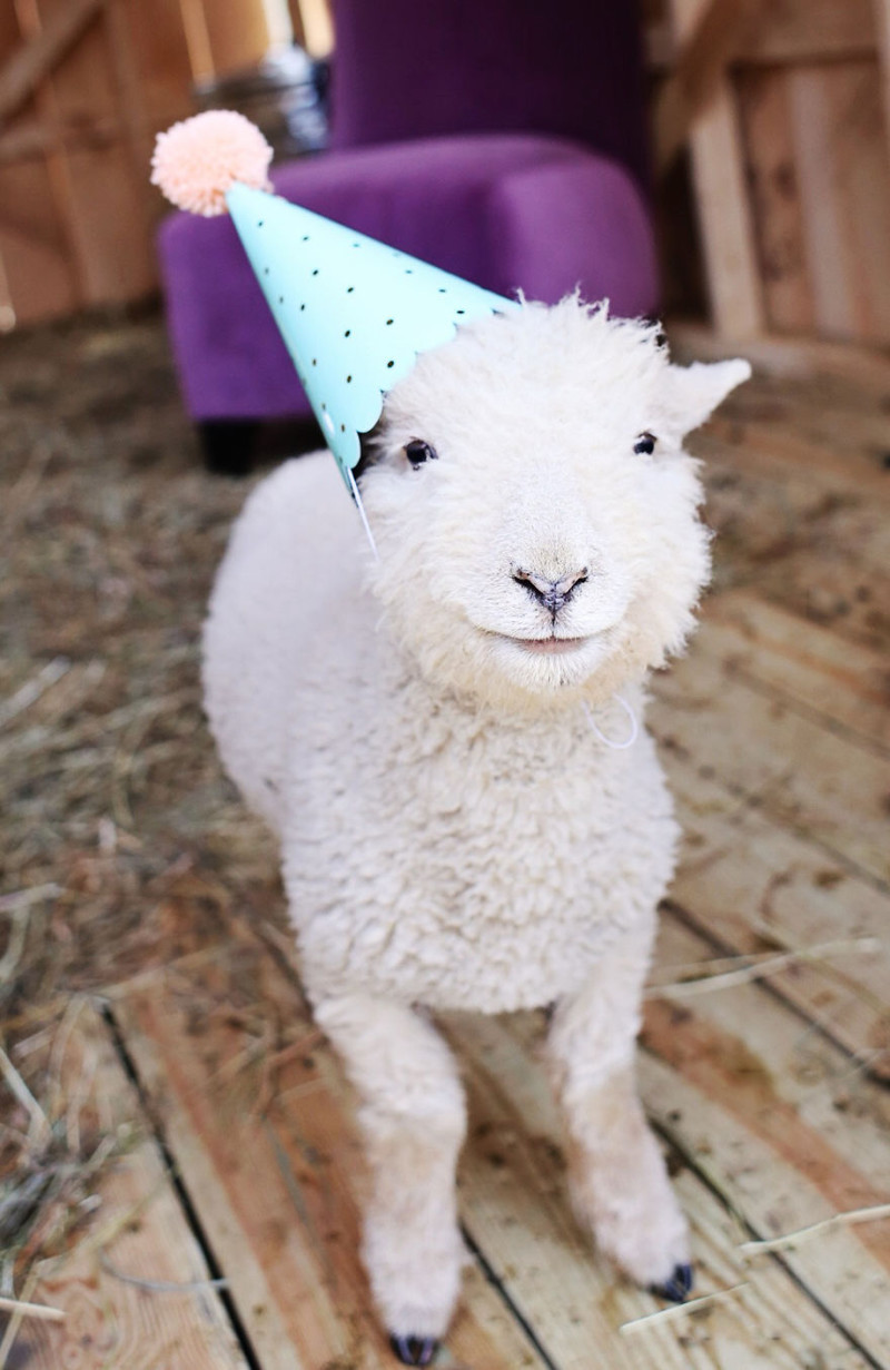 Oliver the sheep, the life of the party