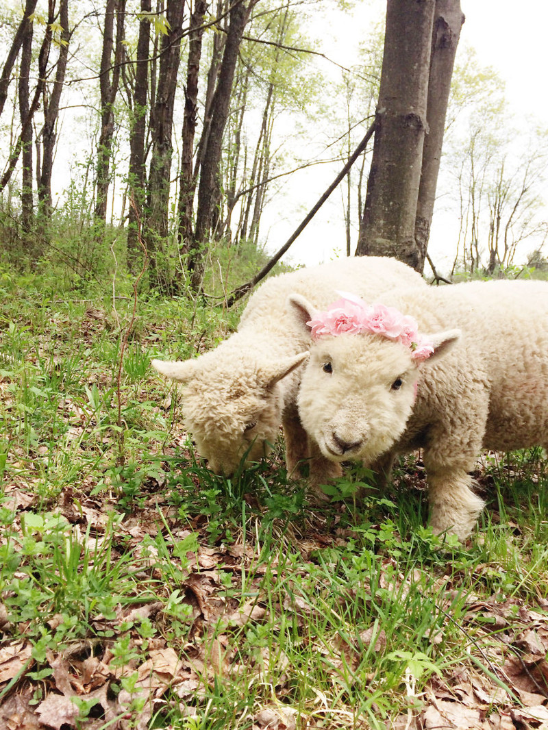 Margo the lamb looking beautiful in her pink carnations