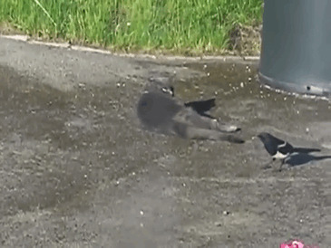 Crows Troll Animals By Pulling Their Tails