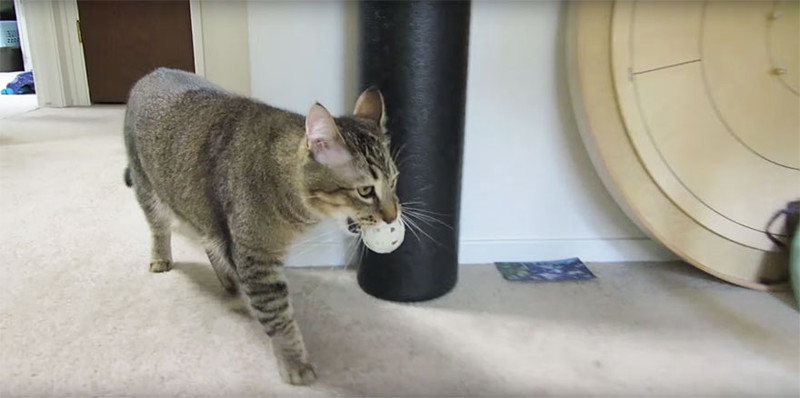 Cat Feeding Machine That Requires His Kitty To Hunt For Food