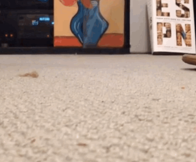 This cat tried on some new footwear This cat tried on some new footwear