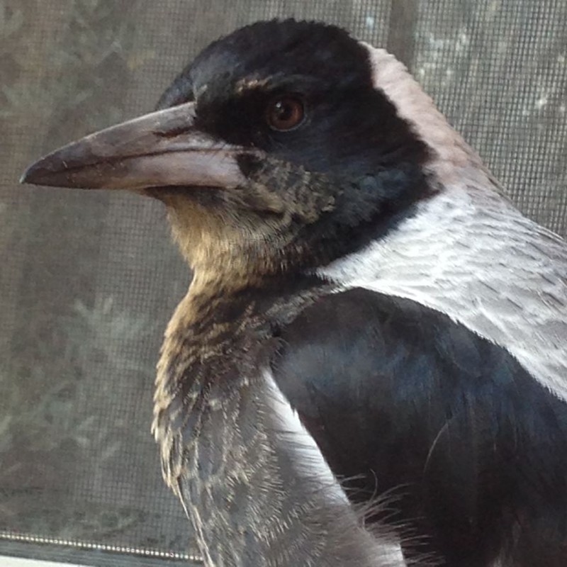 How A Magpie Saved Our Cat’s Life And Brought Joy To Our Home
