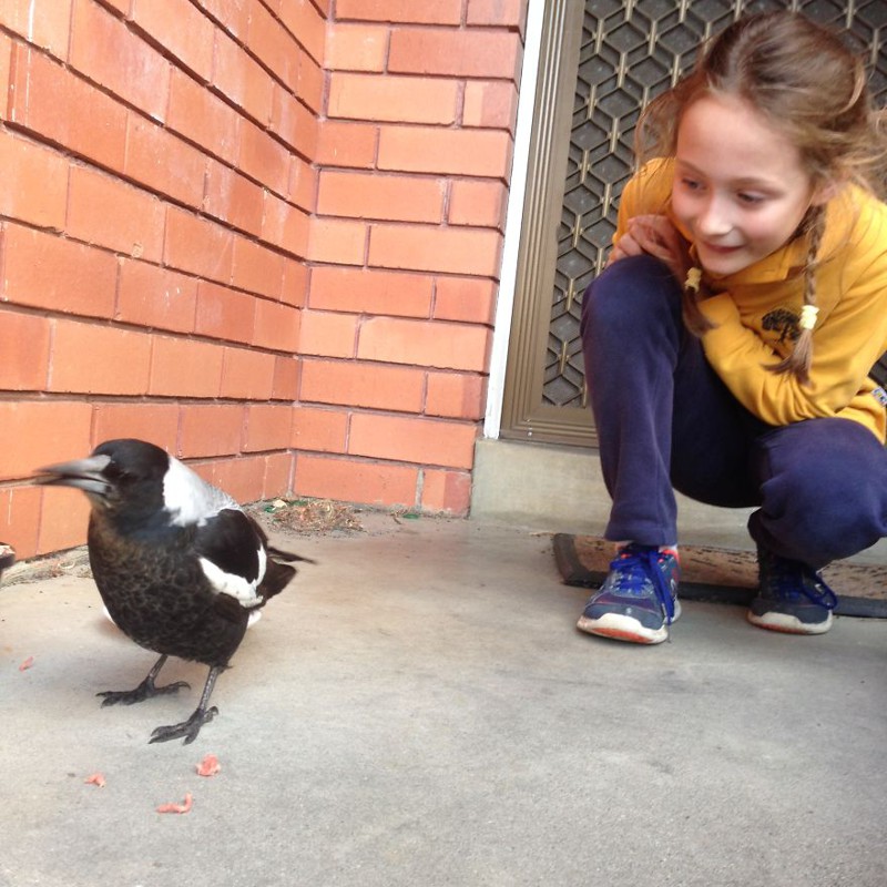 How A Magpie Saved Our Cat’s Life And Brought Joy To Our Home