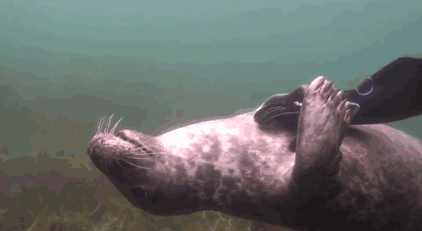 Soon the seal was on cloud-nine, forgetting all his problems at work and troubles at home Soon the seal was on cloud-nine, forgetting all his problems at work and troubles at home