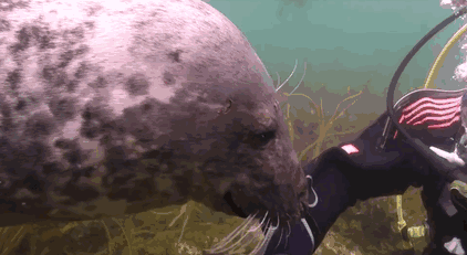 Gary couldn’t believe his eyes when a grey seal swam up to him and “asked” for a belly rub Gary couldn’t believe his eyes when a grey seal swam up to him and “asked” for a belly rub