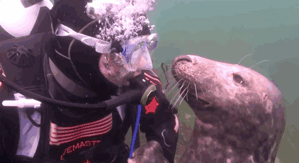 “This grey seal came across and had five minutes with me, kind of thing”