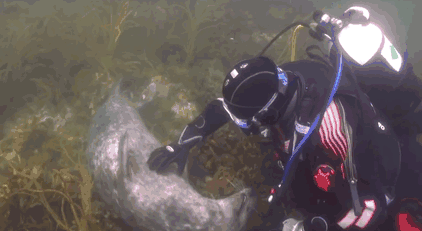 “I’m an experienced diver but I have never known anything like that” “I’m an experienced diver but I have never known anything like that”