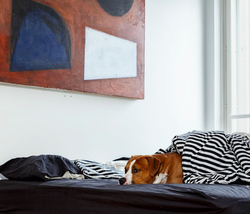 I Photograph Dogs Left Home Alone By Their Humans