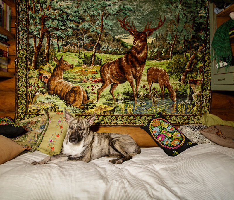I Photograph Dogs Left Home Alone By Their Humans