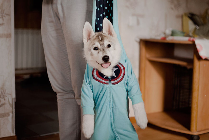 My Huskies Have Mastered The Art Of Dressing Up