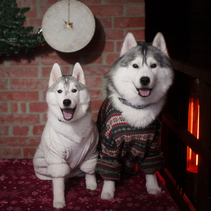 My Huskies Have Mastered The Art Of Dressing Up