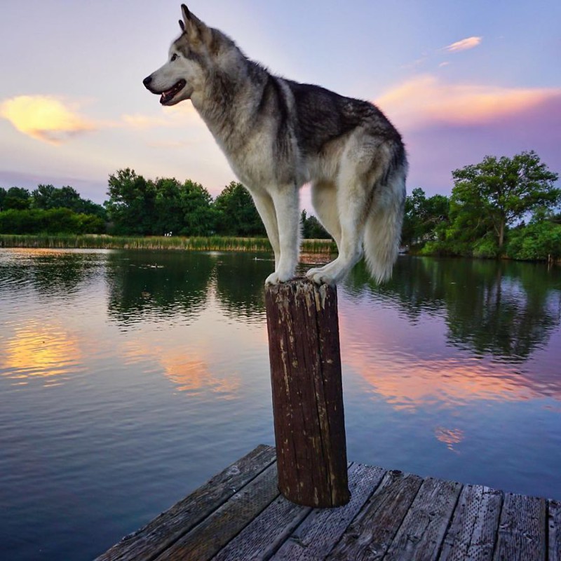 Wolfdog Loki Who Lives The Adventurous Life