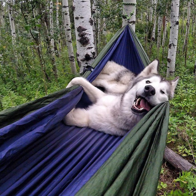 Wolfdog Loki Who Lives The Adventurous Life