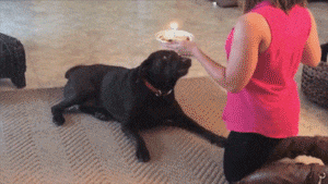 23 Pictures That Prove Dogs Are Closet Assholes 23 Pictures That Prove Dogs Are Closet Assholes